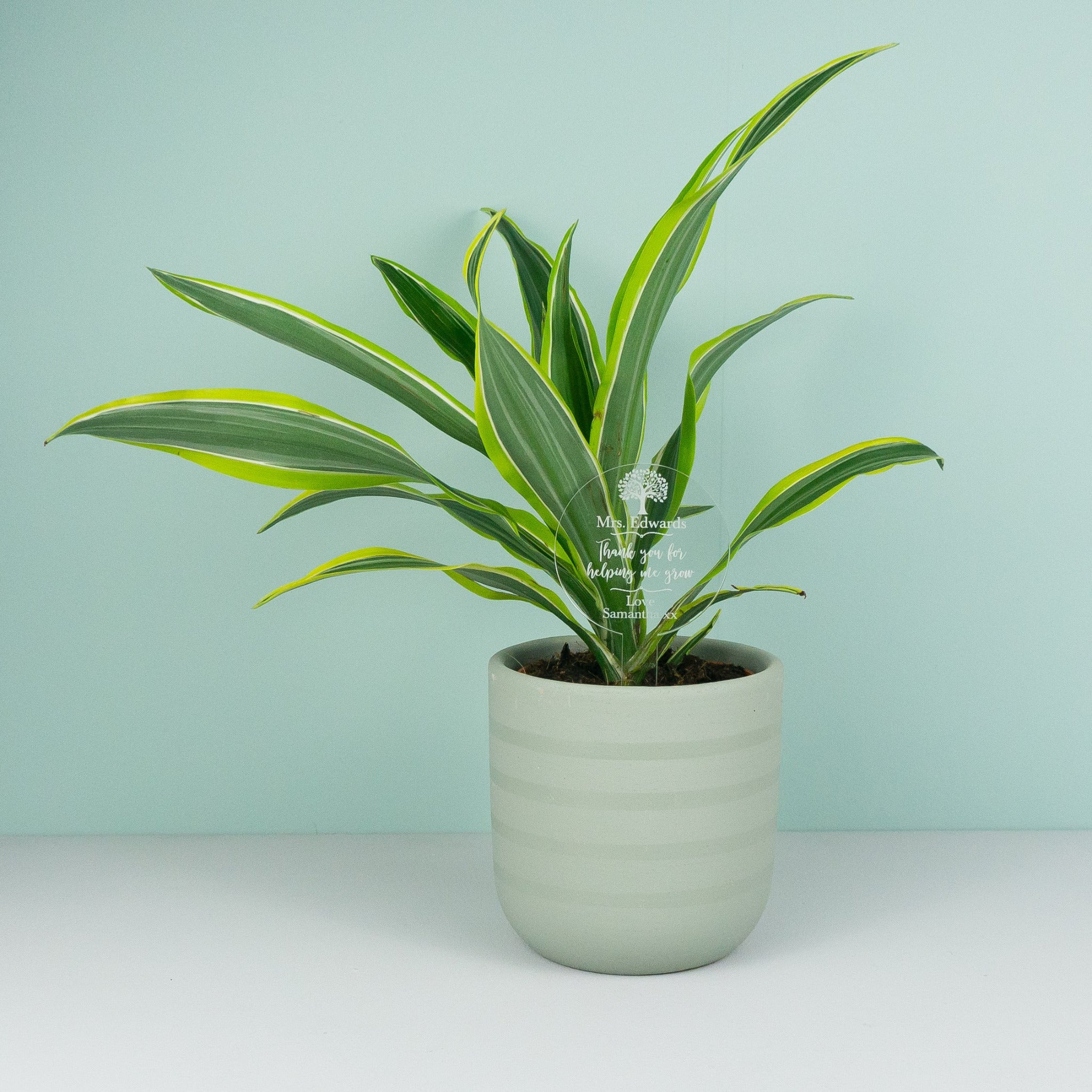 Personalised teacher house plant gift sign