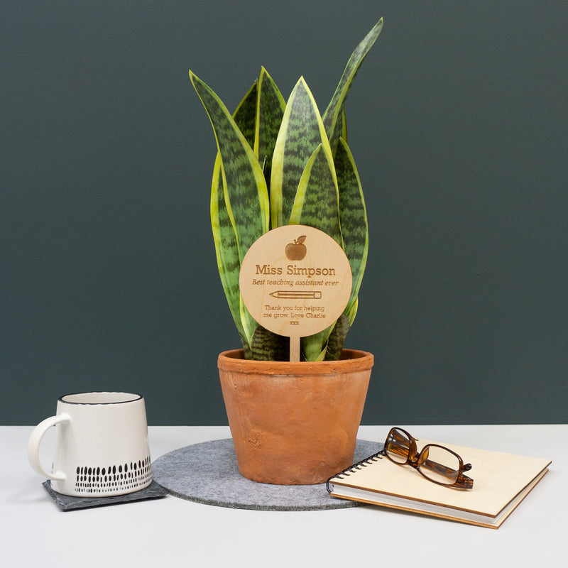Personalised best teacher ever house plant gifting topper