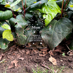 Memorial grave decorations