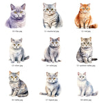 Personalised British Shorthair cat treat jar
